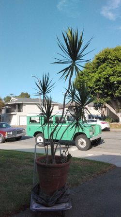 7FT Tall Dracaena Dragon Tree in 20" Terracotta Pot + Succulents