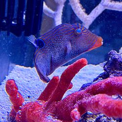 Saltwater Aquarium 32gl biocube with Steve’s LED. 1.5 yrs old