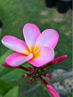 Beautiful Blooming Plumeria - 12 tips