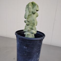 Totem Pole Cactus