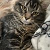Amy