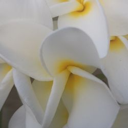 Fragrant White Plumeria
