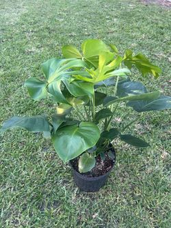 MONSTERA DELICIOSA ( 3 gallon pot) Air Purifying Indoor