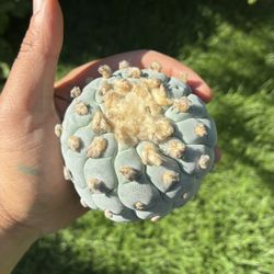 Rare Ancient Cactus Succulent Seedling LW