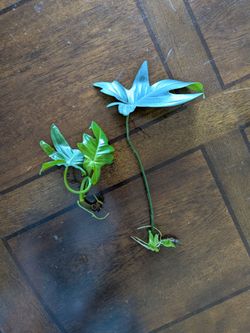 Philodendron pedatum Plant Cuttings with Roots
