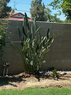 2 Birds of Paradise Plants