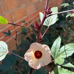 Roselle Hibiscus Plant 