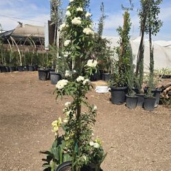 Climbing Rose's 