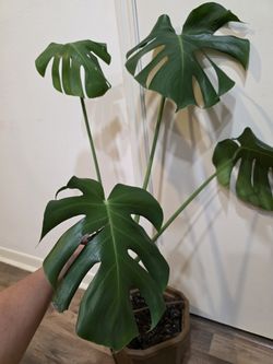 Monstera Plant
