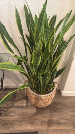 Real Snake plant