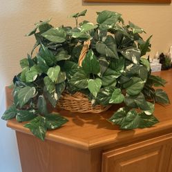 Plant With Basket Plastic 