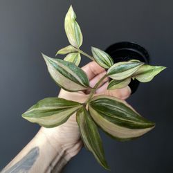 ✨ Quadricolor Tradescantia✨