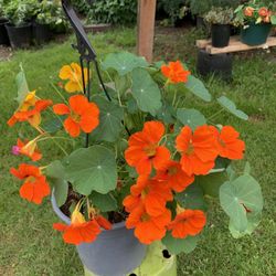 Outdoor Plant 