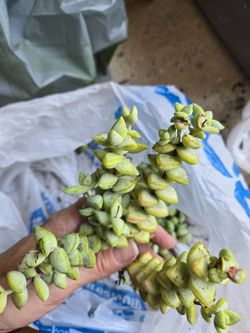 Sedum Clippings