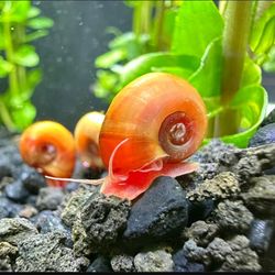 Ramshorn Snails
