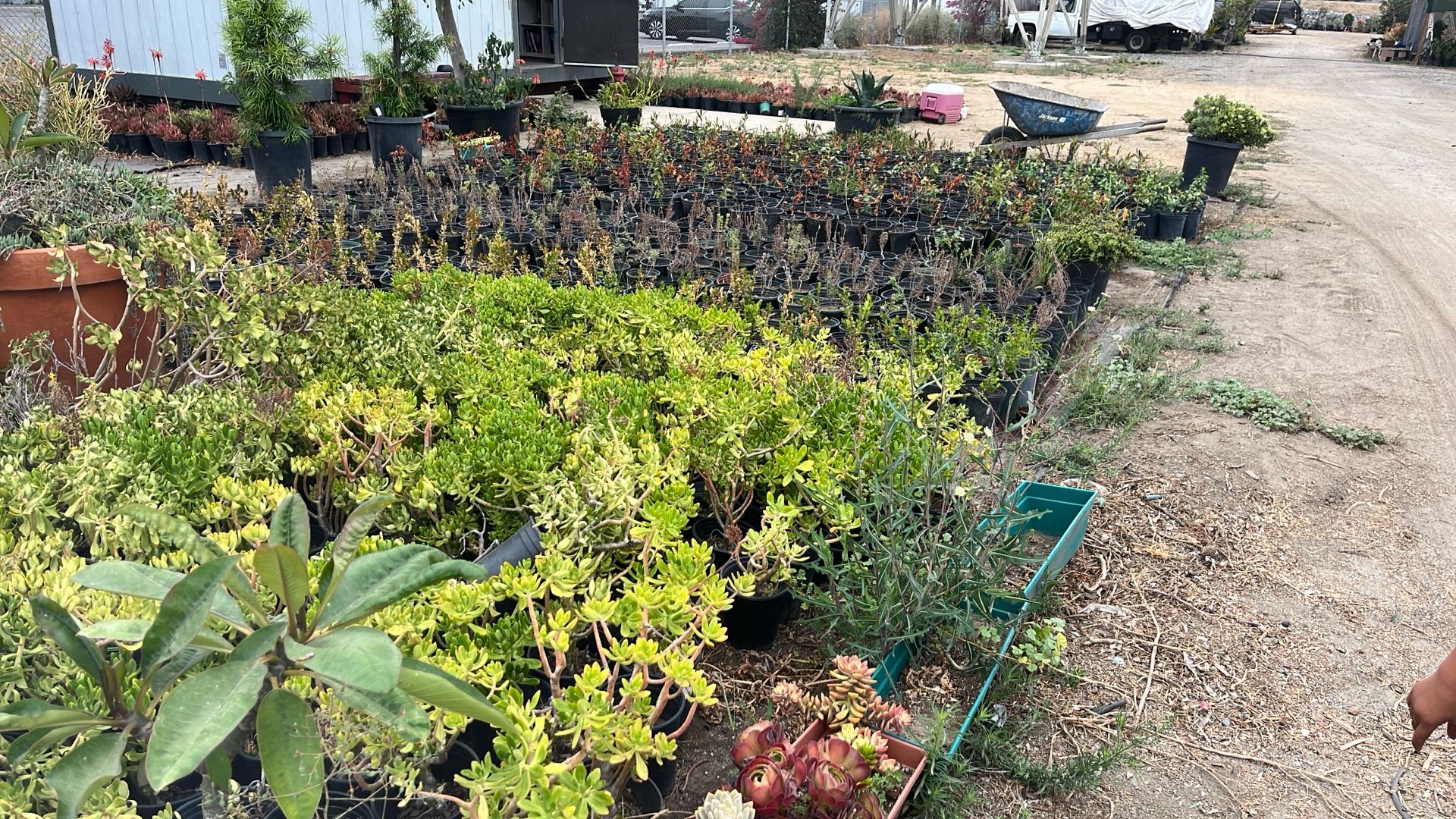 Succulents