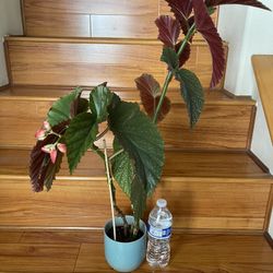 Large Begonia Lercerna Plant 