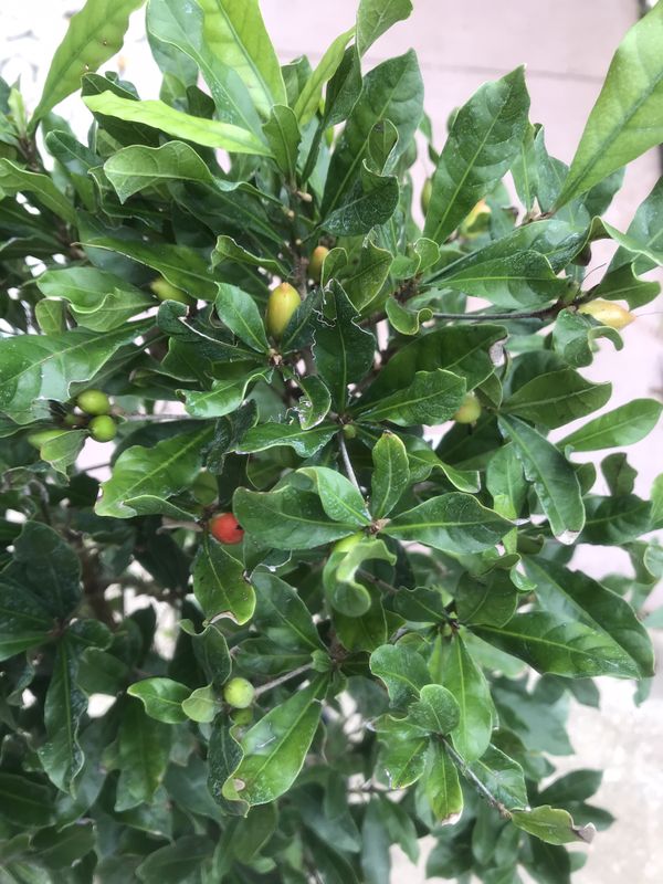 Fruiting miracle fruit plant for Sale in Orlando, FL - OfferUp