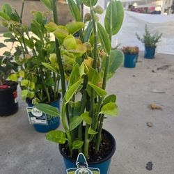 Big Predilanthus  succulents