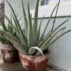 Aloe Vera
