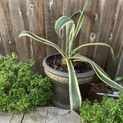 Large potted Americana
