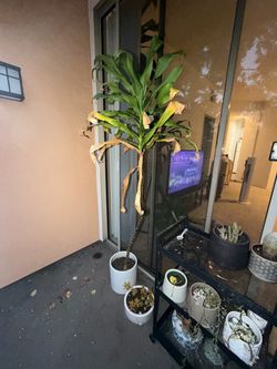 Tall Dracaena Plant in White Pot