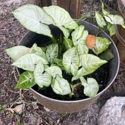 Wall Climbing Arrowhead plant Clipping 