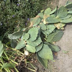 Free Cactus And Cannas