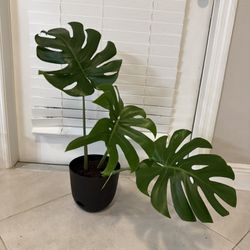 	Lush & Leafy: Monstera Deliciosa Available!