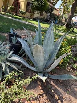 Blue Agave Plant agave Americana