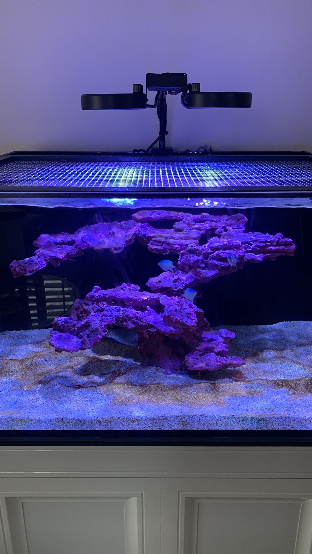 Innovative Marine Lagoon 50 Gallon Reef Tank & Additional Supplies for