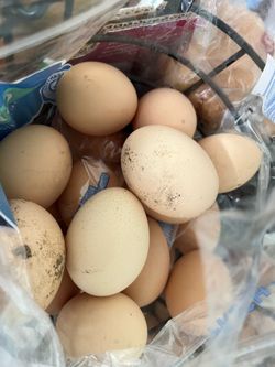 Fresh eggs