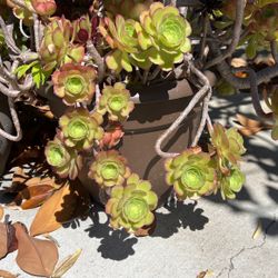 Healthy Succulents In Large Plastic Pot