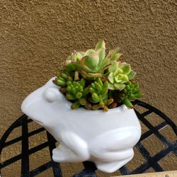 Succulent Arrangement