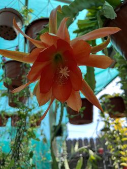 Orange Orchid Cactus