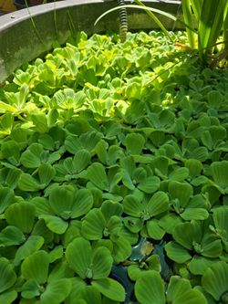 Water lettuce