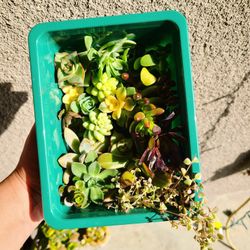 Succulent Cutting Box 