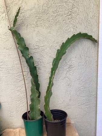 Red Dragon Fruit Plants