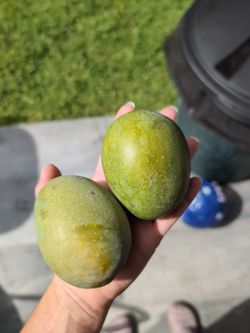 Small Sweet Mangoes