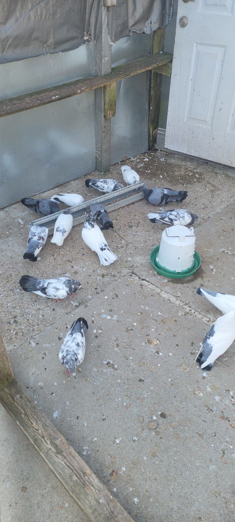 Pigeons