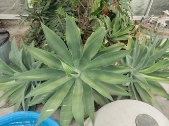 Large Succulents