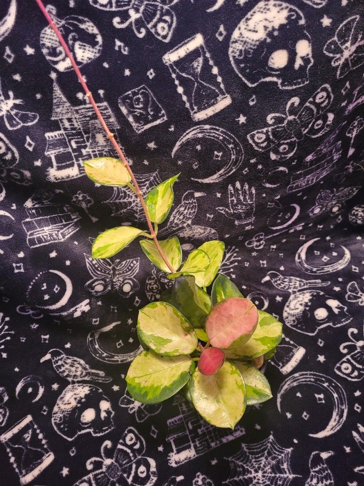 Beautiful Hoya Plant