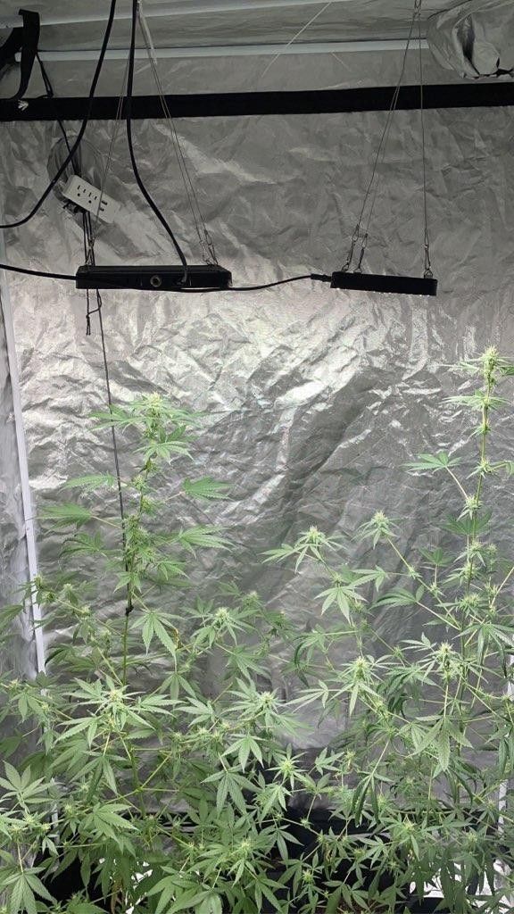 Grow Tent 