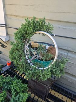 Juniper Bonsai Tree
