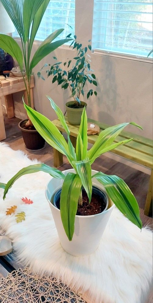 Living Plant 🌱24"H Drecaena 'Kristie' on 11"H White Planter ::: Indoor