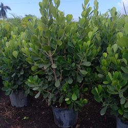 15 Gallon Clusia For 45 Dollars