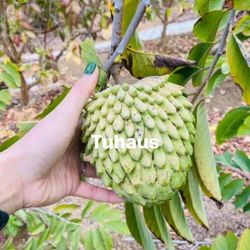 Geffner Atemoya Fruit Tree 