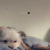 Mitzie