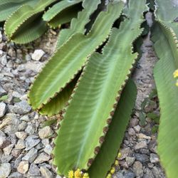 Fresh Euphorbia Cuttings $20-$40 Each 