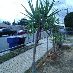 Yucca Plant Three-headed